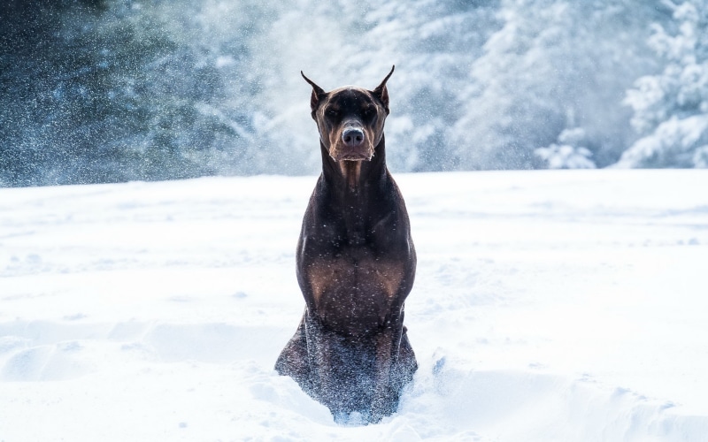 wildlife, warm clothing, domestic animals, land, canine, one Animal, winter, looking at camera, coated, 2K, cute, animal, short, outdoors, day, extreme weather