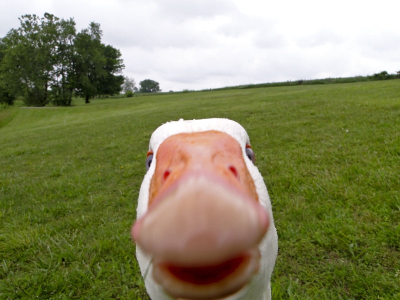 domestic animals, landscape, selfies, mammal, no people, animal body part, animal nose, geese, birds, animal mouth, plant, field, animals, day, white, close-up