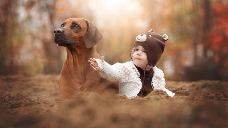 adult, pets, coated, dog, clothing, animals, brown, childhood, forest, baby, mammal, domestic animals, animal themes, animal, one animal, short, selective focus