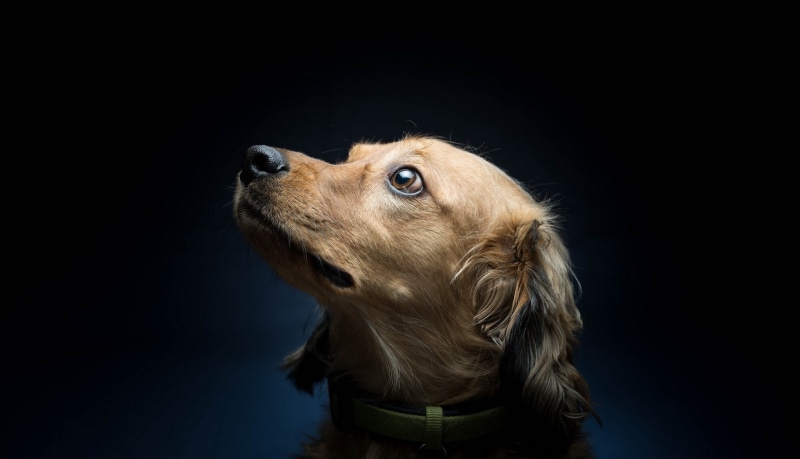 mammal, animal wildlife, animal head, looking away, domestic, short, looking, black background, copy space, whisker, indoors, animal themes, 2K, one animal