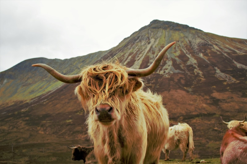 dog, cow, vertebrate, mountain, mammal, sky, land, animal, outdoors, domestic animals, environment, domestic, coated, 4K, nature, landscape, cattle, livestock
