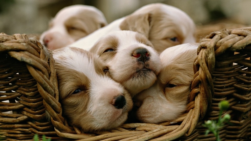 baskets, small, mammal, container, basket, baby animals, five, domestic, pets, canine, puppy, close-up, no people, domestic animals, young animal, dog