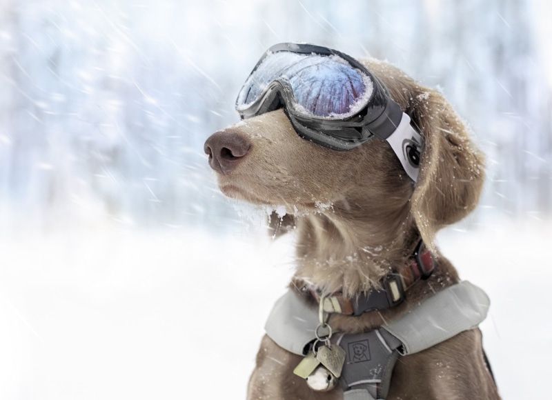 snow, leisure activity, focus on foreground, 1080P, pets, real people, clothing, dog, cold temperature, domestic, one animal, mammal, coated, one person