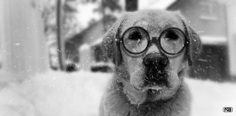 1080P, coated, snowing, animal body part, domestic animals, close-up, portrait, canine, vertebrate, glasses, pets, snow, short, mbrlic, domestic, Labrador