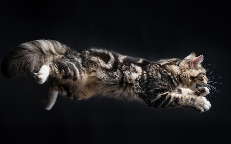 whisker, cat, coated, 1080P, softness, animal, one animal, colored background, black background, animal hair, portrait, eyes closed, animals, domestic animals