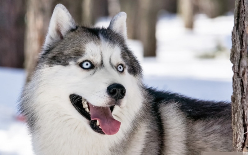 looking, gray, dog, animal themes, winter, domestic, sled dog, vertebrate, siberian husky, no people, animals, canine, 720P, one animal, close-up, purebred dog