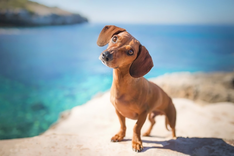 water, beach, dog, pets, purebred dog, short, white, blue, mammal, looking, canine, one animal, domestic, day, animal themes, horizon over water, animal