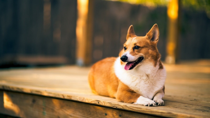 canine, coated, animals, focus on foreground, dog, mouth, white, domestic, wooden surface, panting, short, no people, animal themes, one animal, day, mouth open