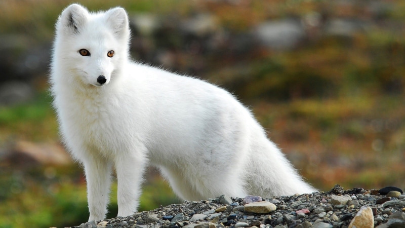 animal, arctic fox, animals in the wild, animal wildlife, rock - object, solid, nature, dog, rock, looking at camera, mammal, standing, 1080P, animal themes