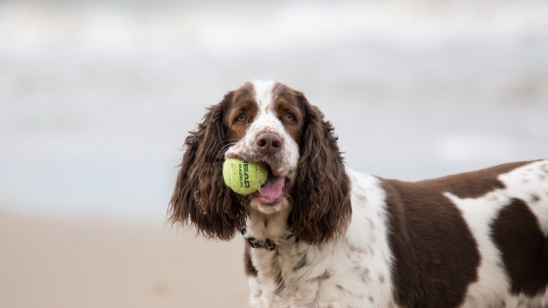 animal head, animal body part, pets, canine, mammal, looking at camera, vertebrate, white, one animal, domestic, nature, animal, close-up, animal themes