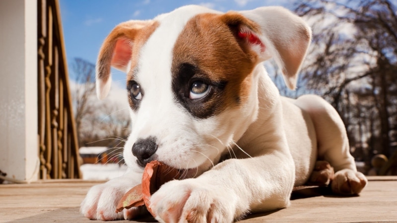 no people, day, coated, looking, focus on foreground, 1080P, animal themes, brown, canine, domestic animals, pets, looking at camera, puppy, animals, dog