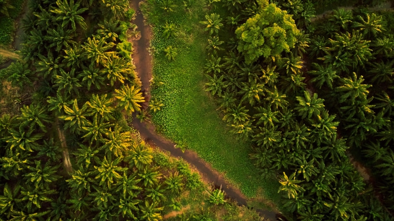 sunlight, plant part, trees, surrounded, nature, tranquil scene, beauty in nature, growth, scenics - nature, leaf, photo, day, forest, outdoors, birds eye view