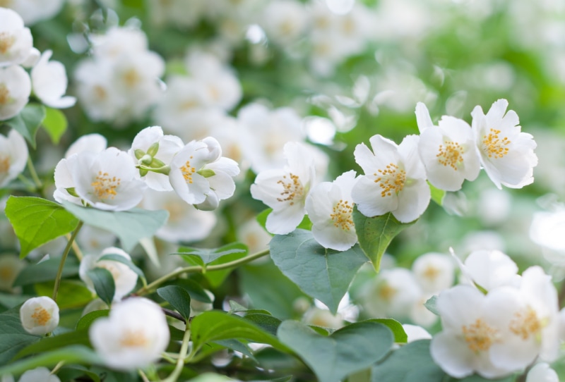 2K, fragility, inflorescence, blossoms, plant, close-up, flower head, cherry blossom, selective focus, Bush, growth, purity, freshness, focus on foreground