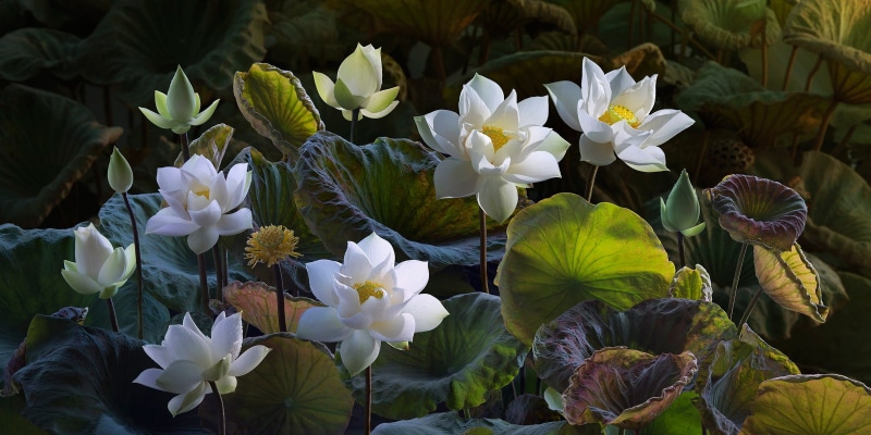 composition, Lotus, nature, art, 1080P, leaves, buds, treatment, flowers, yellow, petaled, white