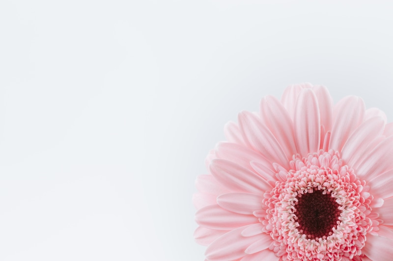 petals, minimalism, pink, nature, white, flowers, flower petals, 5K, simple, white background