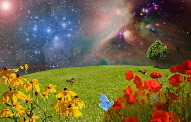 mystical, partly cloudy, flower head, sice fiction, space, ladybug, red poppy, bee, abstract, fog, hubble weltraumteleskop, tree stand, insect flight, lunar landscape
