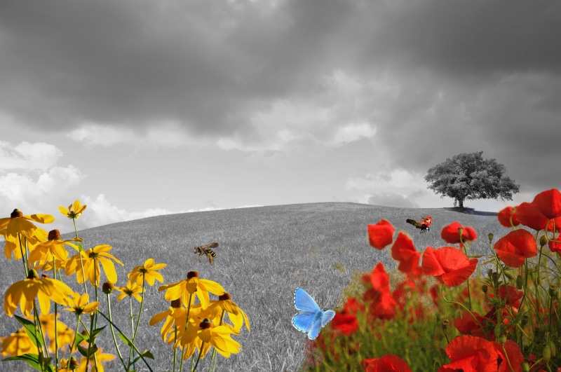 color, lighting, emergence, yellow, scenics - nature, flora, divinity, blossom, rose, bee, flower head, tree, blütenmeer, canis major, growth, close, flower meadow