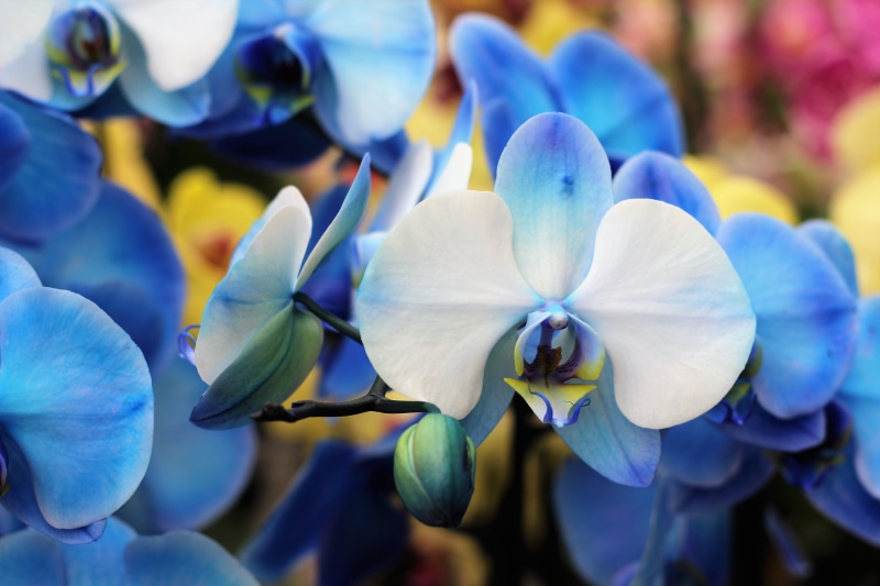 bud, head, decoration, blue, isolated, flower, close-up, fragility, botanical, growth, vulnerability, blossom, close, clean, anniversary, vibrant, moth