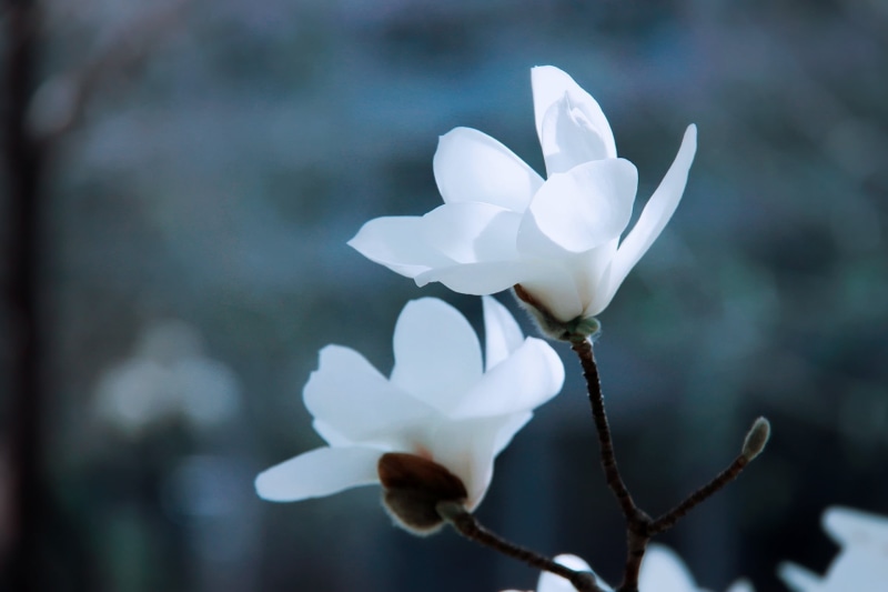 vulnerability, pollen, plant, white, white color, focus on foreground, two, blossom, outdoors, freshness, 1080P, springtime, flowering plant, flower, flower Head