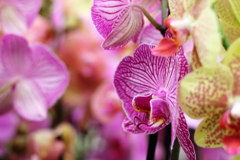 large, flower head, day, bud, selective focus, flowering plant, flower, vibrant, tropical, vulnerability, purple, european, yellow, white, live, head, pink color