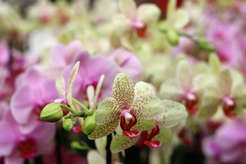selective focus, freshness, yellow, hell, harmony, vibrant, large, Decoration, purple, pink Color, tropical, 5K, plant part, plant, botanical, focus on foreground