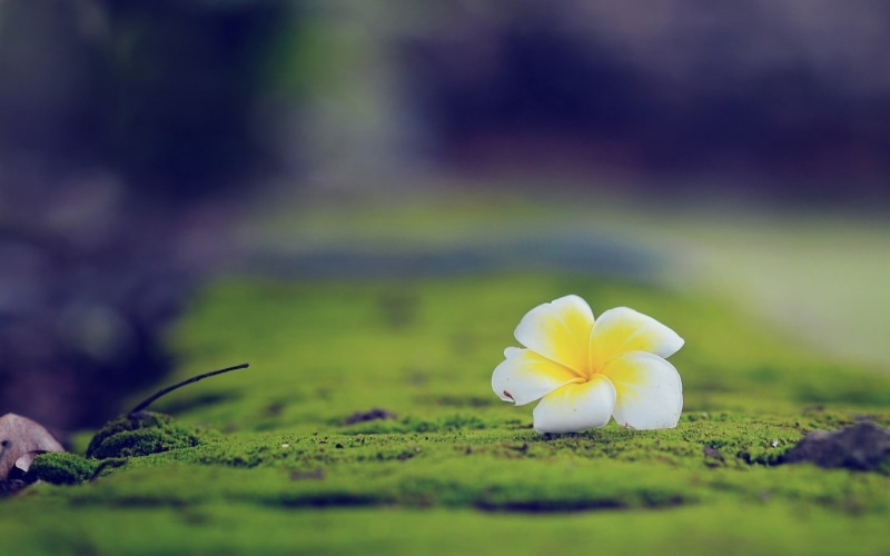 plant, purity, ground, pollen, inflorescence, white color, flower Head, growth, no people, single Flower, outdoors, leaf, green Color, vulnerability, focus