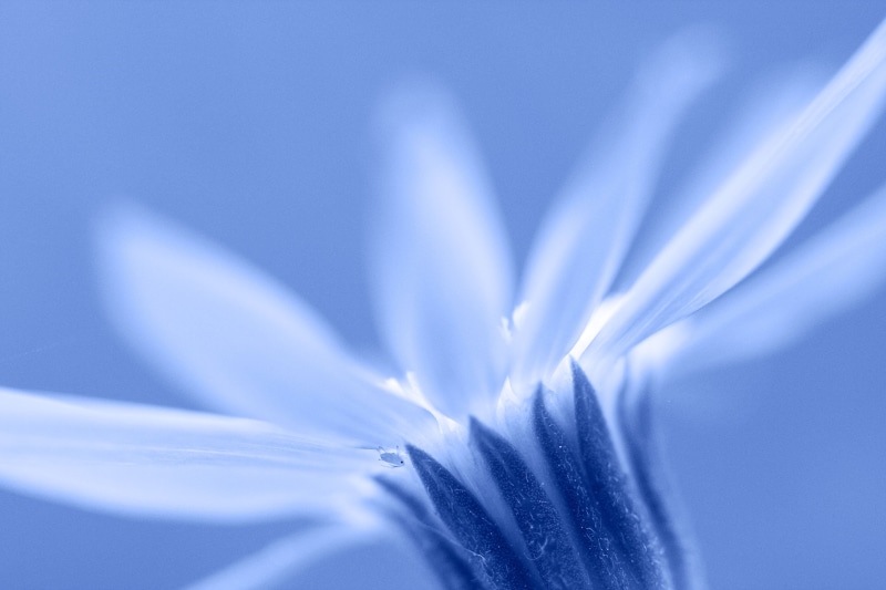 close-up, daisy, macro, nature, focus, selective, 4K, flowers, flower  flower, macro photography, petaled, white, plant, photography, Canon, blue daisy