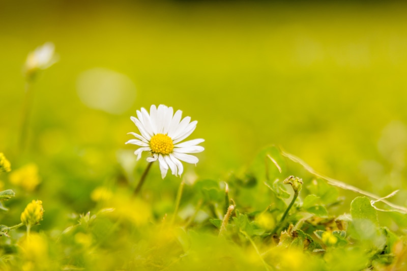 meadow, summer, green Color, focus, freshness, Rotherham, Last Summer, daisy, outdoors, springtime, flower, roche abbey, field, Bokeh, close-up, selective