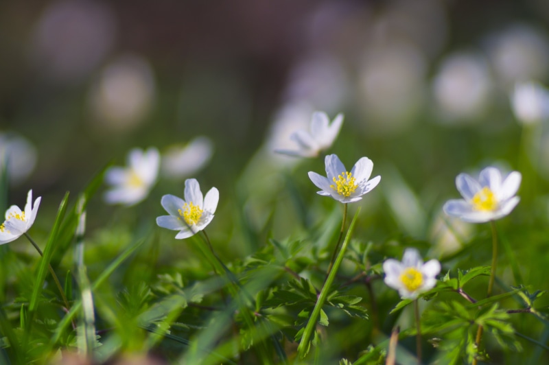 white, summer, photography, garden, vivid, macro, freshness, outdoors, shallow, sun, close-up, plant, zeiss  sonnar, nature, focus, springtime, shallow focus