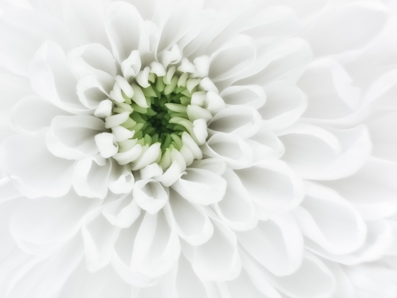 backgrounds, close up photography, petals, photography, Purity, close-up, nature, plant, chrysanthemum, 4K, petaled, white, close, macro, center, flower