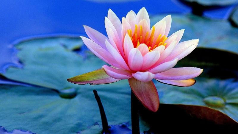beautiful, flora, flower, pink flower, petal, close up, waterlily, lotus, aquatic plant, sacred lotus, amazing, leaf, plant, nature, lotus family, 1080P