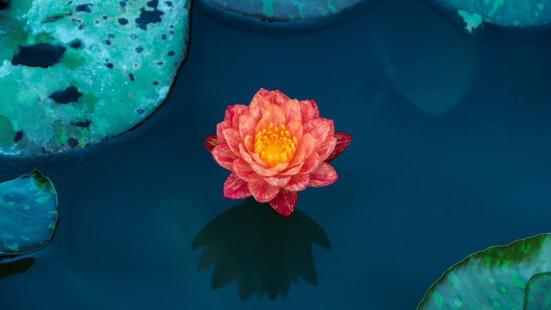 flora, sacred lotus, lotus, water lily, aquatic plant, lotus family, 4K, lotus flower