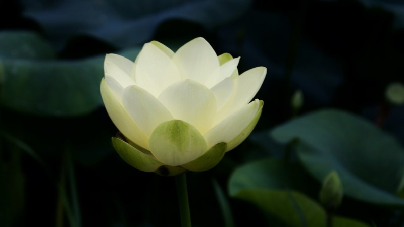 lotus, springtime, water lily, Buddhism, plant, lotus flowers, vulnerability, closeup, leaf, symbolic, plant part, purity, no people, close-up, petal, fragility