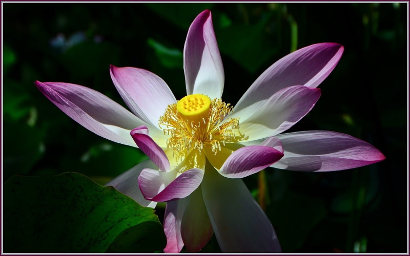flowers, national  tropical  botanical  garden, lotus, purple, hawaii, yellow, Kauai, 720P, Lotus Flower, flower, purple flower, macro, petal, lotus  flower