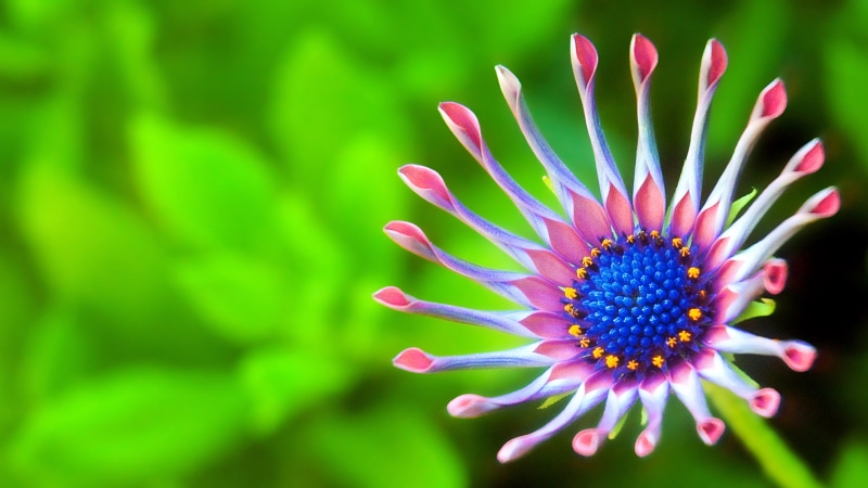 close up, macro, photography, 4K, petal, flower, macro photography, plant, flora