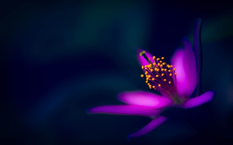 Background, Purple, 1080P, Petals, Photography, Black, Macro, Flower