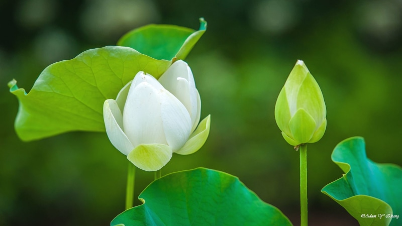 Central  Florida, closeup, photography, gorgeous, Lotus flower, lens, Beauty, colorful, Flower, Telephoto, Photographer, beautiful, color, white, closeup photography