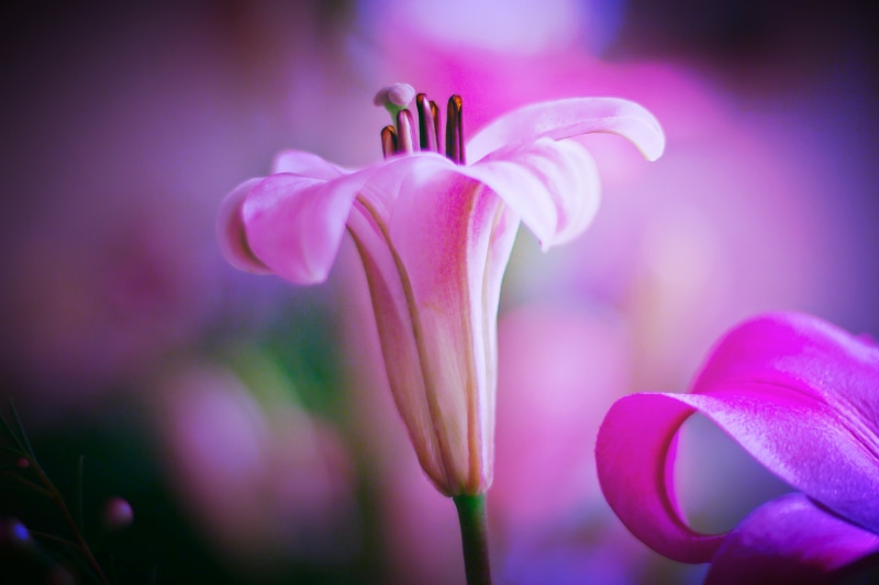 foto, lilium, pink, pic, 4K, pink Color, color, photography, nature, flower Head, image  macro, petal, close-up, plant, fotografia, flower, flower  petal