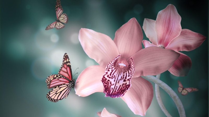pink, 4K, orchids, orchid, petal, close up, insect, flower, spring, butterfly, plant, macro photography, flowering plant, blossom, flora