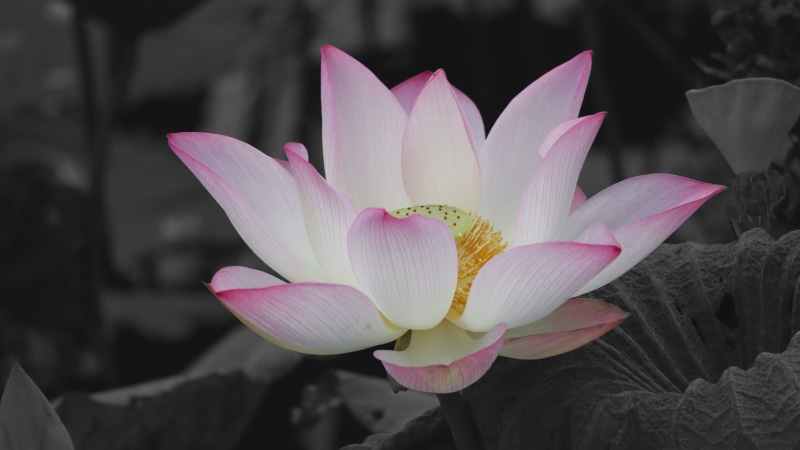 monochrome, blossom, black and white, sacred lotus, close up, lotus, 5K, plant, pink, flower, photography, aquatic plant