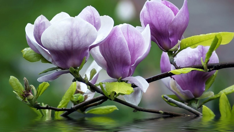 closeup, tulip, no people, love, valentine, plant, botany, blossom, focus on foreground, blooming, natural, summer, aquatic, garden, gift, water, purple