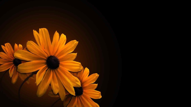 close-up, closeup, gerbera, botany, petals, studio shot, copy space, bloom, botanical, daisy, decoration, colorful, close, no people, summer, petal, color