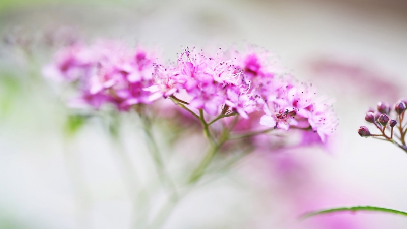 no people, beauty in nature, color, 1080P, beauty, freshness, flowers, decoration, fresh, close, flower arrangement, summer, natural, detail, pollen, botany