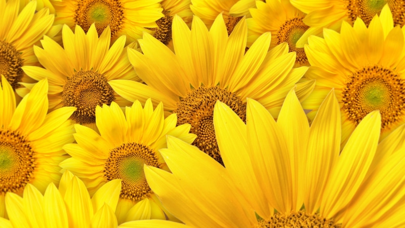 pollen, blossom, sun, petal, field, flowers, floral, petals, sunflower, head, seeds, rural, stem, 4K, orange, garden, sunny, sky, yellow, spring, botany