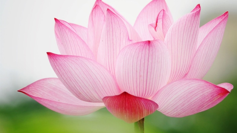 bloom, blossom, flower, petals, flowers, closeup, freshness, bouquet, color, orchid, leaves, floral, stem, petal, spring, stamen, daisy, blooming, 1080P