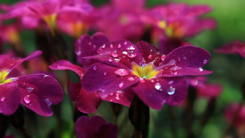 dew, pink color, flora, lilac, bloom, stamen, flowers, outdoors, flowering plant, drop, botany, closeup, stem, botanical, plants, detail, growth, vibrant