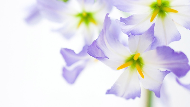 garden, flowering plant, petals, blue, softness, vulnerability, no people, outdoors, sepal, flower head, selective focus, natural, summer, element, april