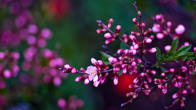 backgrounds, springtime, growth, selective focus, nature, graphic, garden, beauty in nature, botanical, bunch of flowers, stem, close-up, violet, colorful
