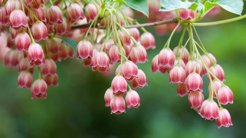 clover, blooming, growth, selective focus, beauty in nature, petals, pink color, outdoors, flora, inflorescence, detail, garden, vulnerability, fragility