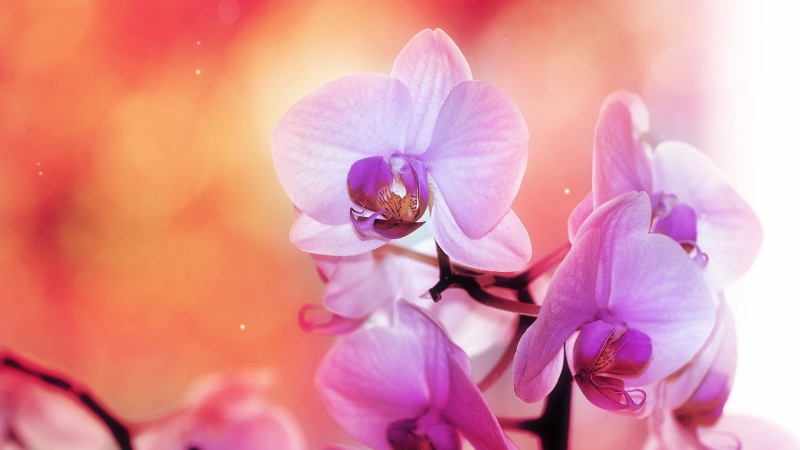 garden, bright, delicate, closeup, no people, inflorescence, blooming, close-up, tropical, yellow, pink color, bud, blossom, lilac, elegant, growth, season